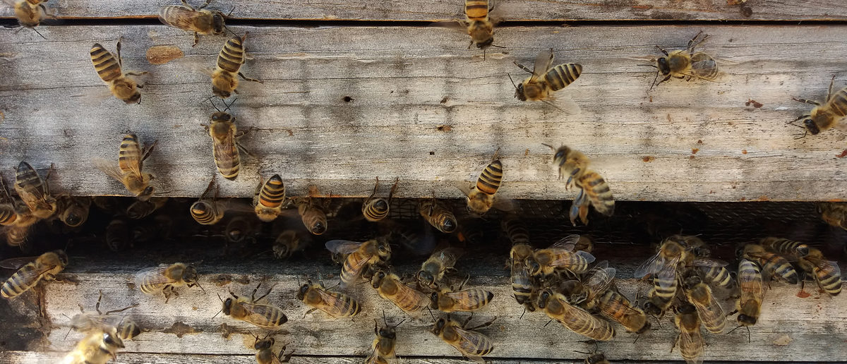 Bienen Bienen