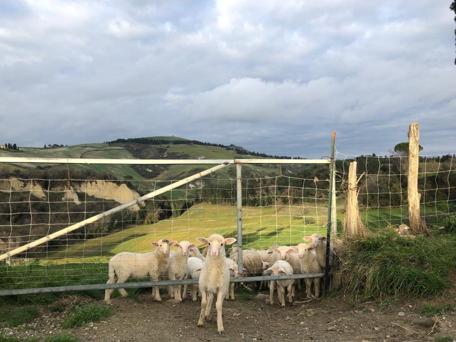 Volterra-2023-Schafe